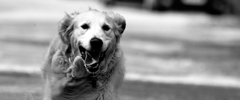 在线电话轰炸测试